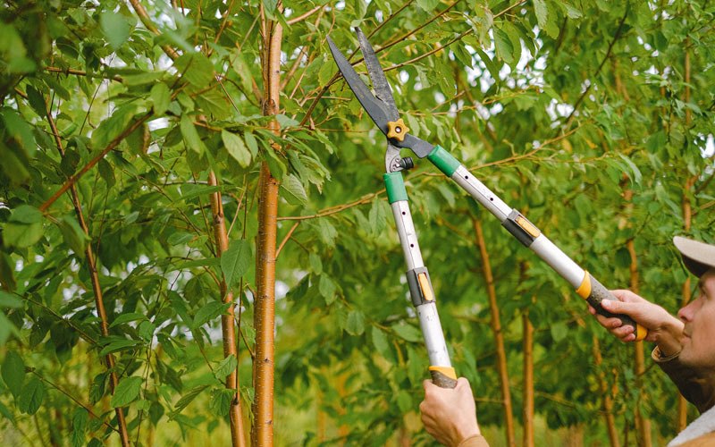 Tree trimming in Elkins, WV
